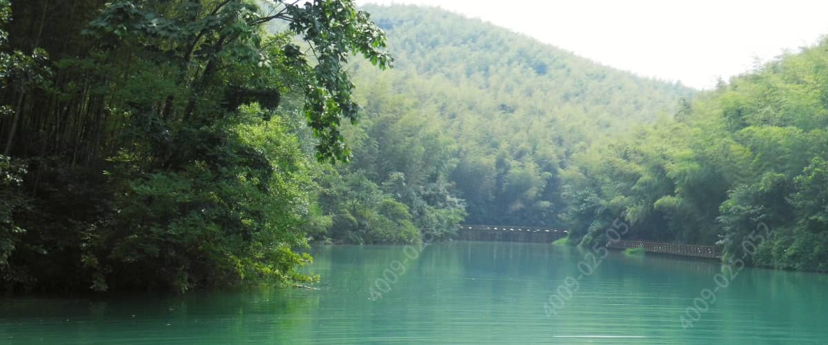 石塘竹海春季风光