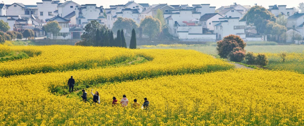 高淳桠溪慢城油菜花海