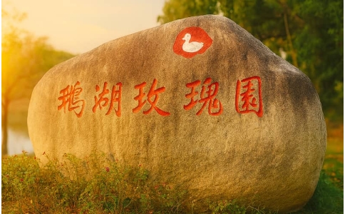 无锡鹅湖玫瑰园拓展基地｜花海团建·亲子活动·年会推荐｜贝塔团建